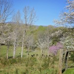River Jordan Farm - Virginia Waguy Beef Cattle