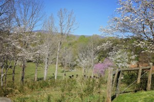 River Jordan Farm - Virginia Waguy Beef Cattle